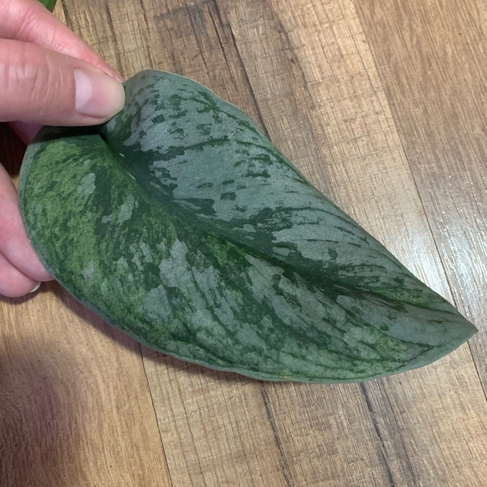 Variegated exotica scindapsus